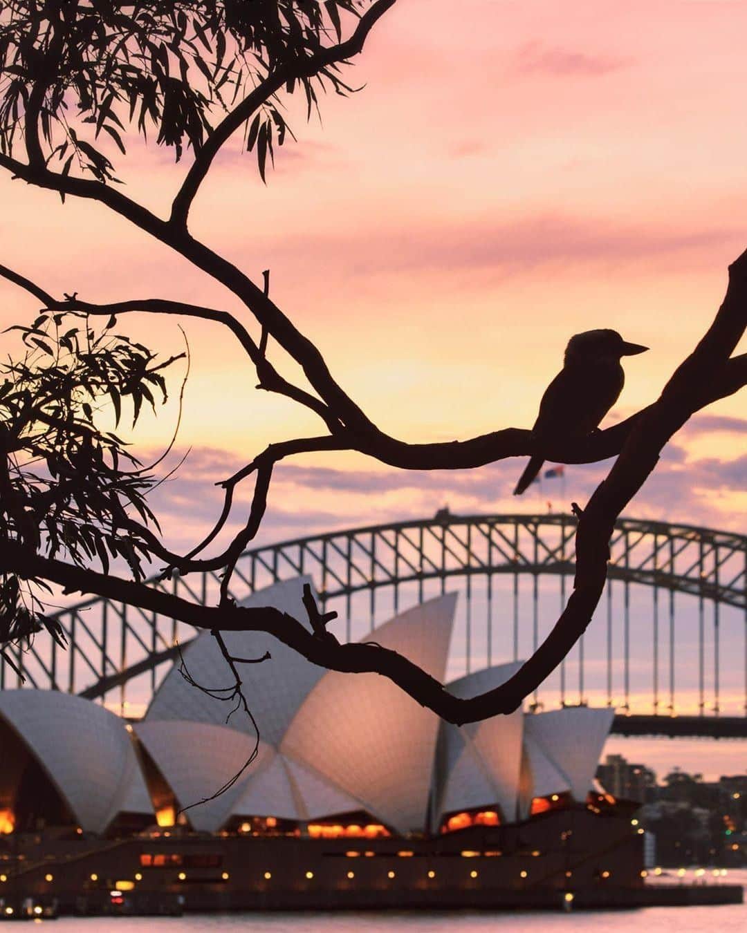 Australiaさんのインスタグラム写真 - (AustraliaInstagram)「Now, this is what we call a classic Aussie shot! 👌🏻 @elisaeves had the #SydneyOperaHouse and #SydneyHarbourBridge all in focus and ready for a lovely #sunset photo, when this #kookaburra flew into the scene to create what has got to be one of the most Australian shots going around! You can experience this fabulous perspective of @sydney for yourself in the @rbgsydney, there’s a nice spacious path here that follows the shoreline along the harbour, and it’s a great place to see some of Australia’s native plants. We can’t promise that you’ll get a famous Aussie bird in your shot like this, but we can certainly guarantee amazing views!  #seeaustralia #ilovesydney #RoyalBotanicGardenSydney #RBGSydney #wildlife」5月31日 20時00分 - australia