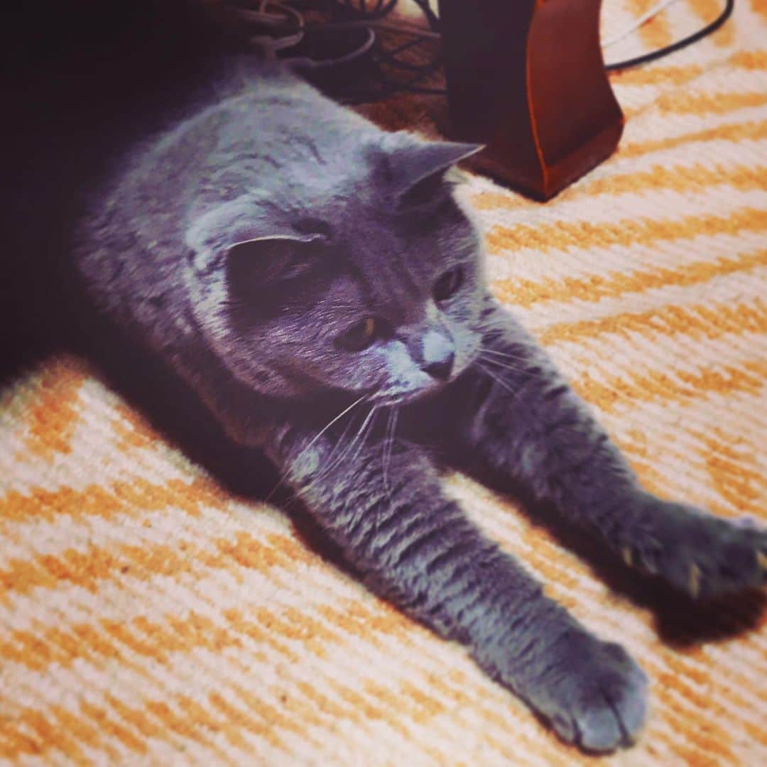 チキン南蛮カレーのルウ王子のグルメインスタ