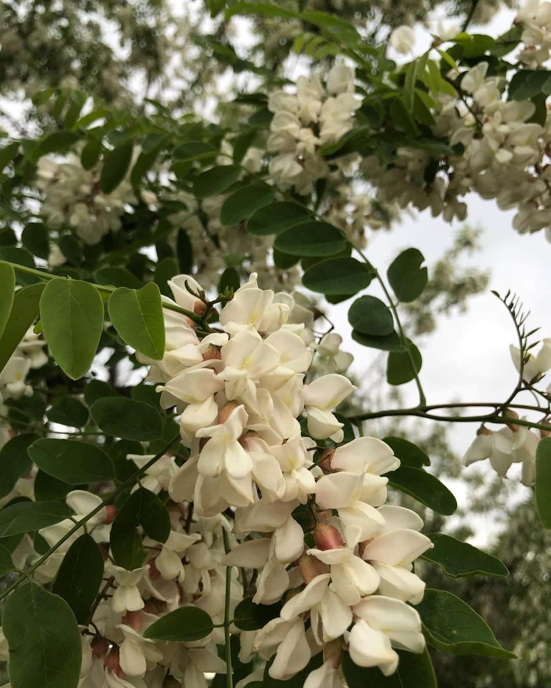 ともさんのインスタグラム写真 - (ともInstagram)「大好きな5月も今日で終わり🌳 札幌の5月は本当気候が良くて、朝ん歩時間に雨が降ったのは2日だけ。 一日中雨だったのは、1日あっただろうか…🤔といった感じ🌂 * そして5月には大好きなニセアカシアの木の花が咲きます🌳これが本当いい香り☺️ * ふわっと香ると、どこ？と探してしまいます❤️子供の頃住んでいた団地の横にはアカシア公園があり、この時期はいつも蜜を吸っていました(((*≧艸≦)ﾌﾟﾌﾟｯ * 花は天ぷらにして食べられるようですが、私は食べた事がありません😝 * アカシアの花のアロマオイルがあれば絶対買うのにな〜🎶 * #ルッちんの散歩コース #ニセアカシア #枝のトゲが痛い #でも #花はいい香り #イングリッシュコッカースパニエル #ルッちん2歳 #englishcockerspaniel #japan」5月31日 11時43分 - tomowithdog