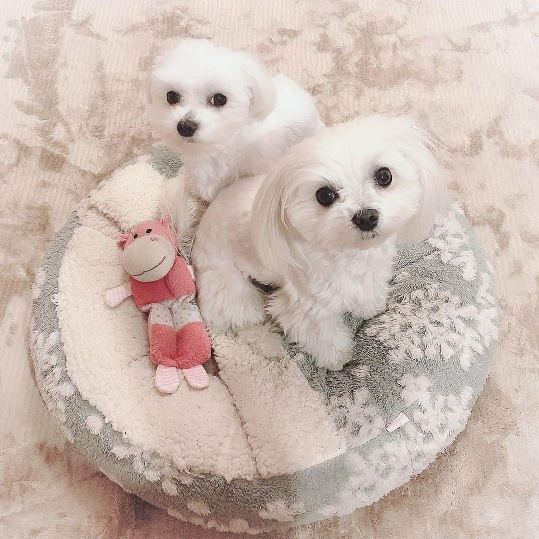 朝比奈南さんのインスタグラム写真 - (朝比奈南Instagram)「うちのこかわいい❤️ * #犬 #かわいい #ペット #動物 #癒し #家族 #なかよし #いぬ #犬なしでは生きていけません会」5月31日 11時36分 - minami_asahina