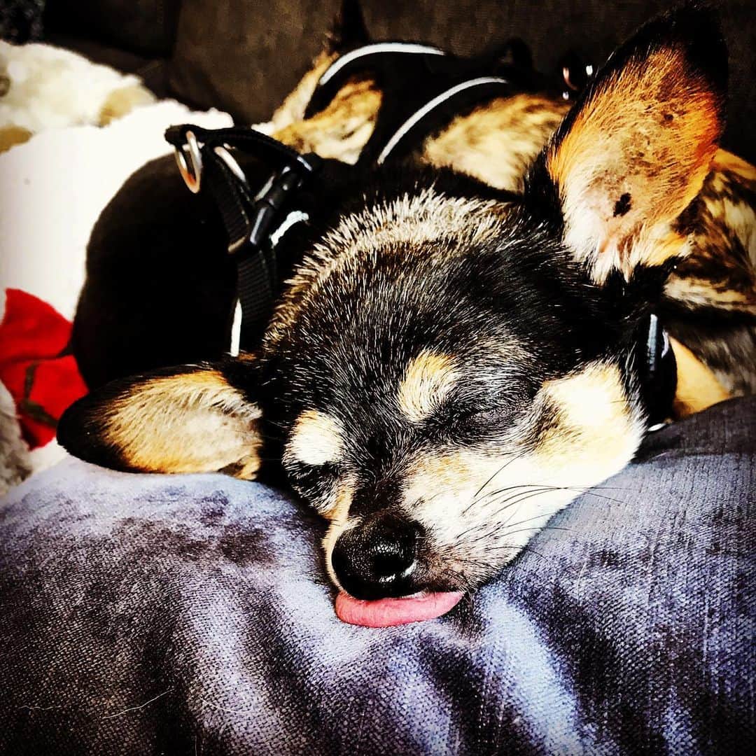 オリバー・キエラン・ジョーンズさんのインスタグラム写真 - (オリバー・キエラン・ジョーンズInstagram)「Maybe he’s born with it. #chihuahua #chihuahuasofinstagram @dogswithoutborders」5月31日 12時02分 - olliekjones