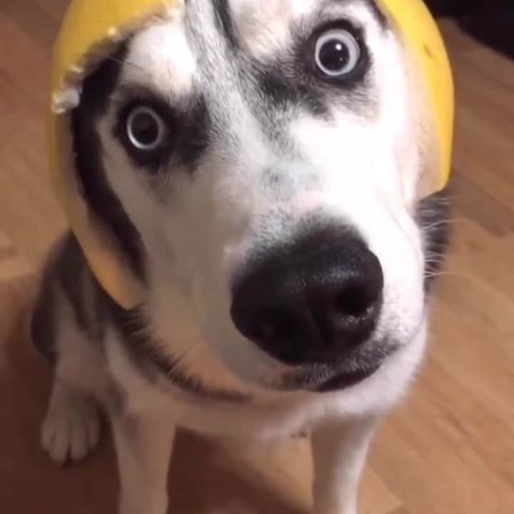 husky and malamuteのインスタグラム：「私はあなたと一緒に成長したいです。 😍 follow @alaskandaily （Twitter：alaskandaily）for more cute pic and video.😜 ……………………………………………………………… Each video was approved by the original author. But  don't have a Instagram account. We are first one post those video. So watermark credit @alaskandaily ……………………………………………………………… #alaskan#malamute#alaskanmalamute#alaskanhusky#malamutesofinstagram#puppylife#puppylove#puppydog#puppylover#dogdays#malamutepuppy#huskies#huskeypuppy#huskeiesreq#siberian#huskeiesofig#dogslife#dogsofnyc#cutedog#cutedogs#huskeypics#huskeylovers#huskygram#huskeylove#huskiesofinstagram#dogsofnyc#husky#狗」