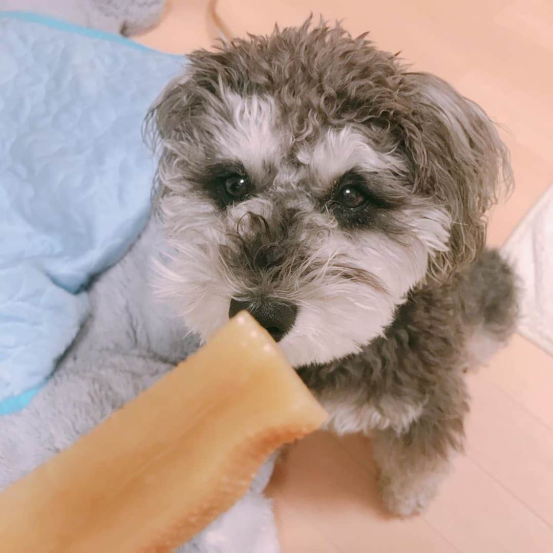 PECO いぬ部さんのインスタグラム写真 - (PECO いぬ部Instagram)「. 「早くよしって言って✨」 #おやつを見つめる #キラキラ女子 #Jちゃん👀💕 #ダイエットに成功して #ご褒美のおやつ #それは待ちきれないよね😍 #regram：@j_chanman_  素敵な写真を投稿してくださったのは…﻿ @j_chanman_ さん 他にも素敵なお写真がたくさんあるので、ぜひ遊びに行ってみてください♪﻿ ﻿ #pecoいぬ部 をつけて投稿すると…﻿ PECOで楽しくご紹介させていただきます🏋️‍♀️」5月31日 12時26分 - pecodogs