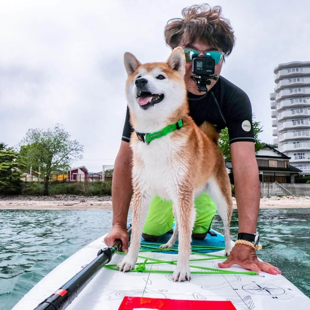 BlackRed shibasさんのインスタグラム写真 - (BlackRed shibasInstagram)「Always together! lovely! Musashi! . . . #neneandmusashi2019 #GoPro #GoProJP #ゴープロ #hero7 #goprohero7 #goprohero7black #shiba #柴犬 #japan #gopropets #lovely #cute #goprodog #goproのある生活 #otvadventures #besomedoggy #doggo #goprodogsquad #gopropov #capturedifferent #柴犬ライフ #ドッググランピング」5月31日 12時57分 - black_red_jp