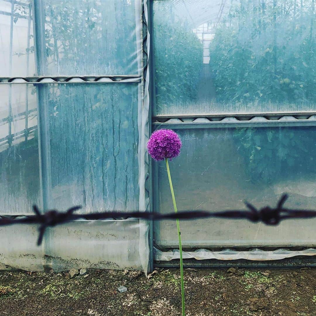 宙也さんのインスタグラム写真 - (宙也Instagram)「有刺鉄線の向こうに花一輪。」5月31日 14時14分 - chuya_aquarius