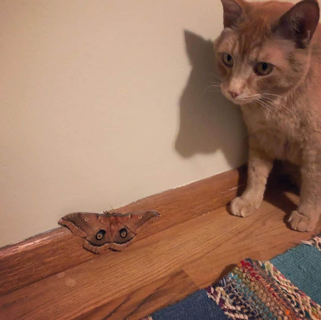 Snorri Sturlusonさんのインスタグラム写真 - (Snorri SturlusonInstagram)「OMG WUT. I had to rescue this beautiful moth from the claws of death, now safely put back outside. #anthereaepolyphemus」5月31日 14時23分 - snorrithecat