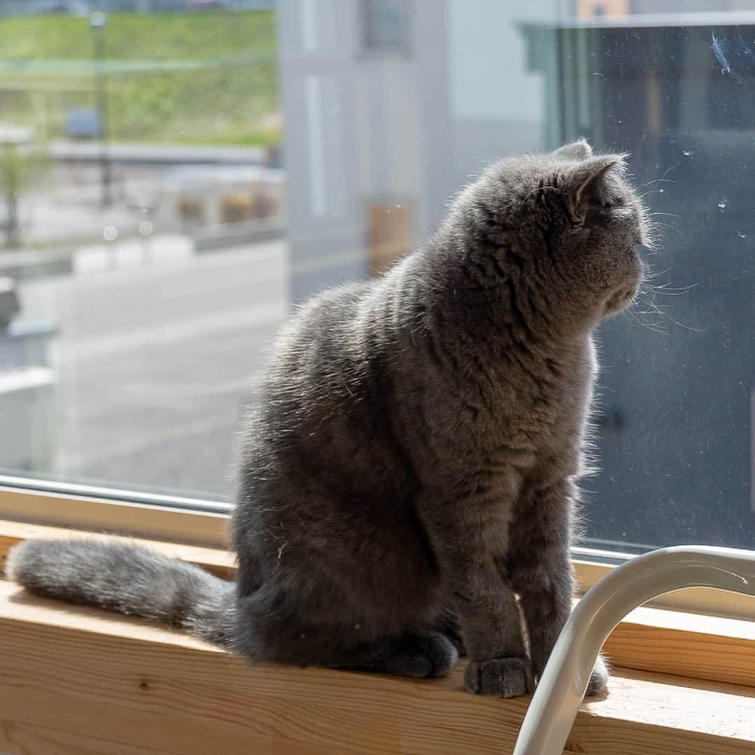 マアルさんのインスタグラム写真 - (マアルInstagram)「ごんたちゃん #🐱 #猫好きさんと繋がりたい #北海道 #旭川市 #ペットホテル #エキゾチックショートヘア」5月31日 14時33分 - psmaaru