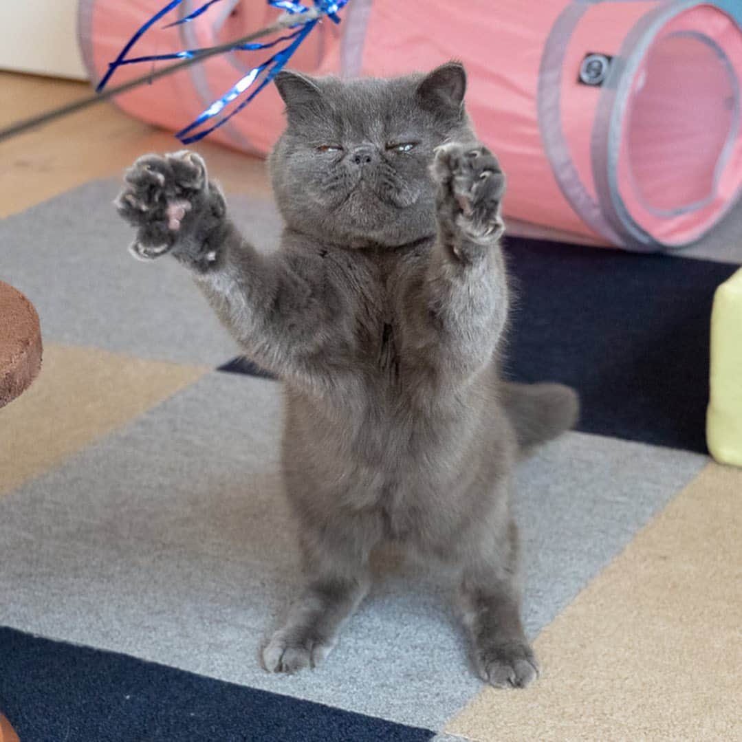 マアルのインスタグラム：「ごんたちゃん #🐱 #猫好きさんと繋がりたい #北海道 #旭川市 #ペットホテル #エキゾチックショートヘア」