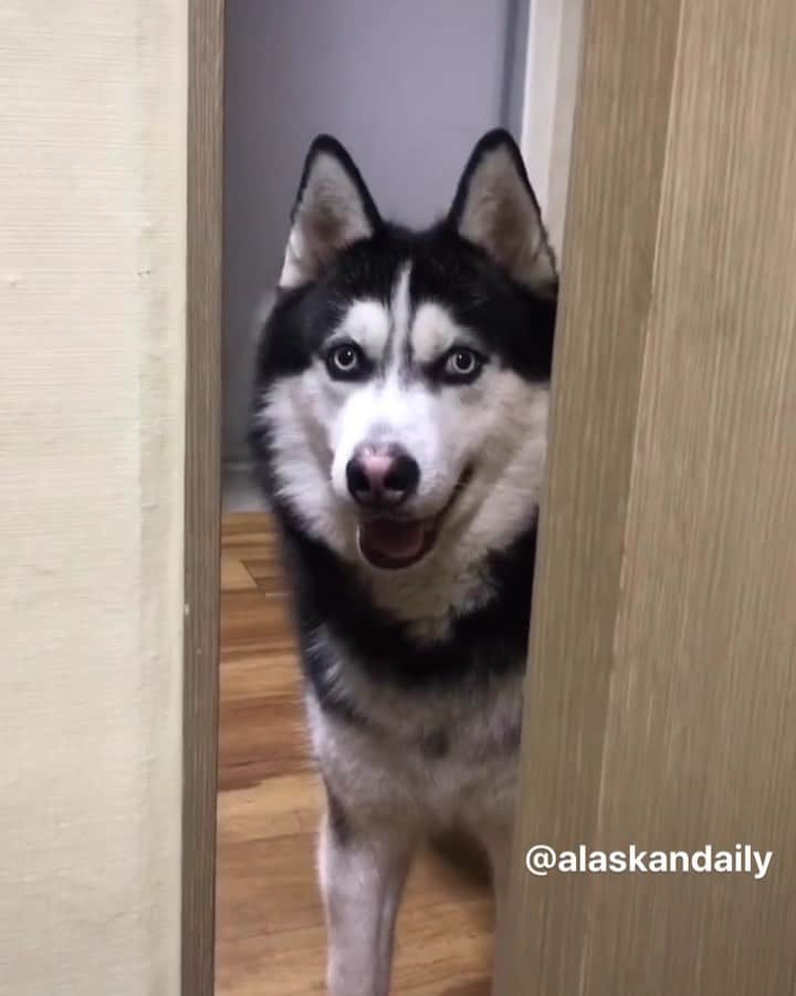 husky and malamuteのインスタグラム：「Naughty boy.🙈🙈」