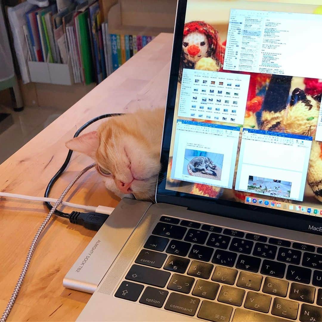 小林希ネコのインスタグラム