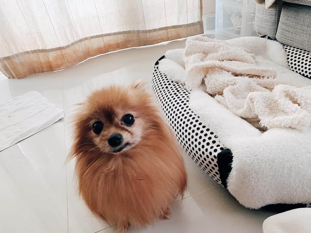 r_oseのインスタグラム：「What about this face🐻〰️」