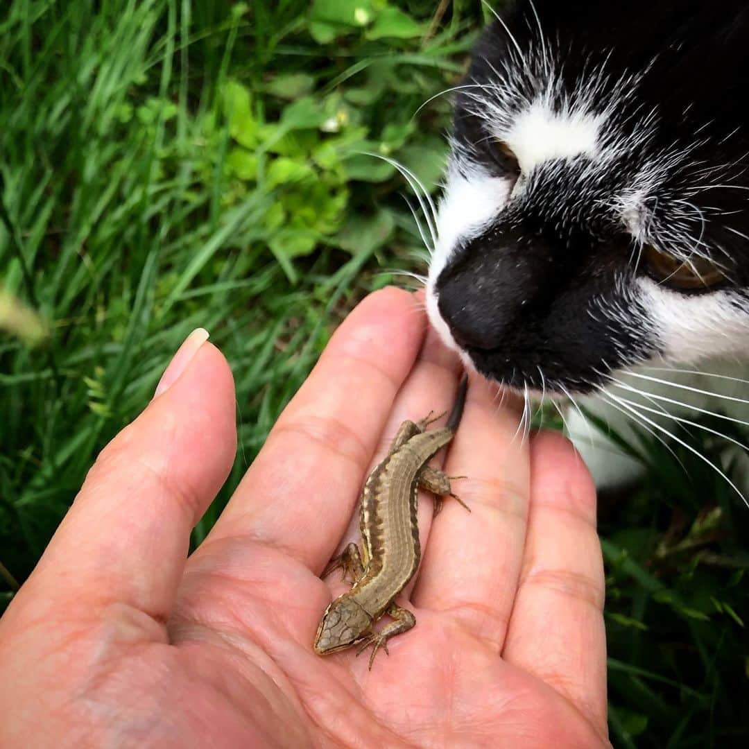 kerokerokingdxさんのインスタグラム写真 - (kerokerokingdxInstagram)「たんしーが庭でなにかを捕獲。 あわてて飛び出して保護。 カナヘビでした。 幸い無傷。 せっかくの獲物を取られて荒ぶるたんしー。 #しーちゃん通り #たんしー #しーちゃん #ねこ#cat #カナヘビ」5月31日 15時47分 - kerokerokingdx