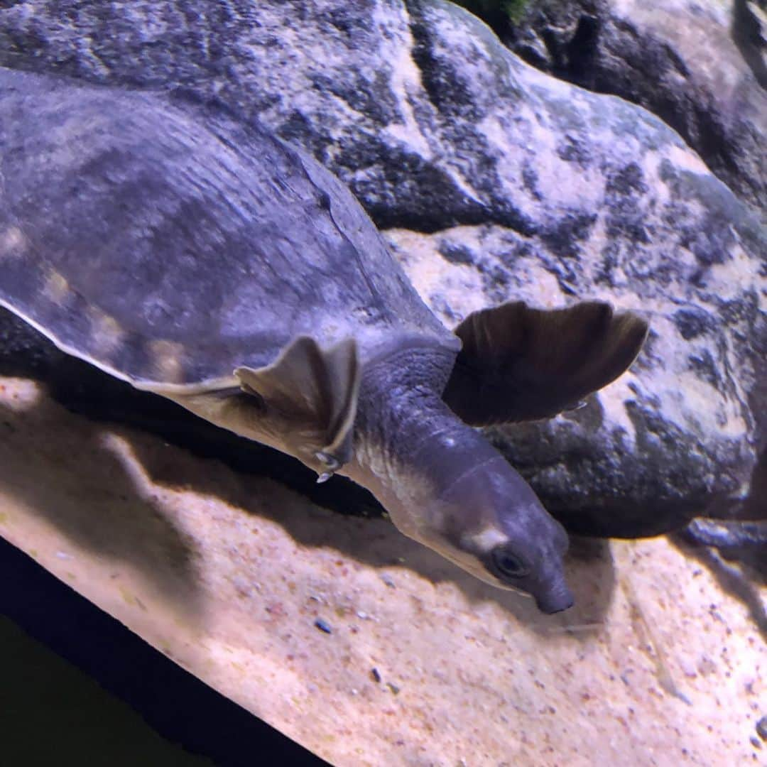 スザンヌさんのインスタグラム写真 - (スザンヌInstagram)「ケアンズ5日目の最終日は、#Cairnsaquarium に🦈🐍🐡﻿ ﻿ 飼育員さんが🐍を﻿ 移動させるために中に入って行ったのを見てドキドキしたり﻿ ﻿ 息子大好きなタツノオトシゴや﻿ サメ🦈も見れたり﻿ ﻿ 距離も歩いて移動するのに﻿ ちょーどよくって﻿ ﻿ 最終日はなんの予定もたてずにいたので﻿ （今回のケアンズはじいじにお世話になりっぱなしで色々計画たててくれたり予約してくれたり！﻿ 私たちでも疲れたからじいじはもっと疲れたはずと思ってたら、毎晩私たちとバイバイしたあと飲みに行ってたらしい←元気すぎてびっくり！！笑）﻿ ﻿ のーんびりお散歩しながら﻿ ランチしてお茶して﻿ 明日帰るなんてあっという間だねーなんて言いながら﻿ ケアンズの街並みを堪能しました🙆‍♀️﻿ ﻿ ﻿ ﻿ #Australia﻿﻿﻿ #Cairns﻿ #オーストラリア﻿﻿﻿ #オーストラリア旅行 ﻿﻿﻿ #ケアンズ﻿﻿﻿ #スザ旅﻿﻿﻿ ﻿﻿ ﻿﻿ ﻿﻿」5月31日 15時45分 - suzanneeee1028