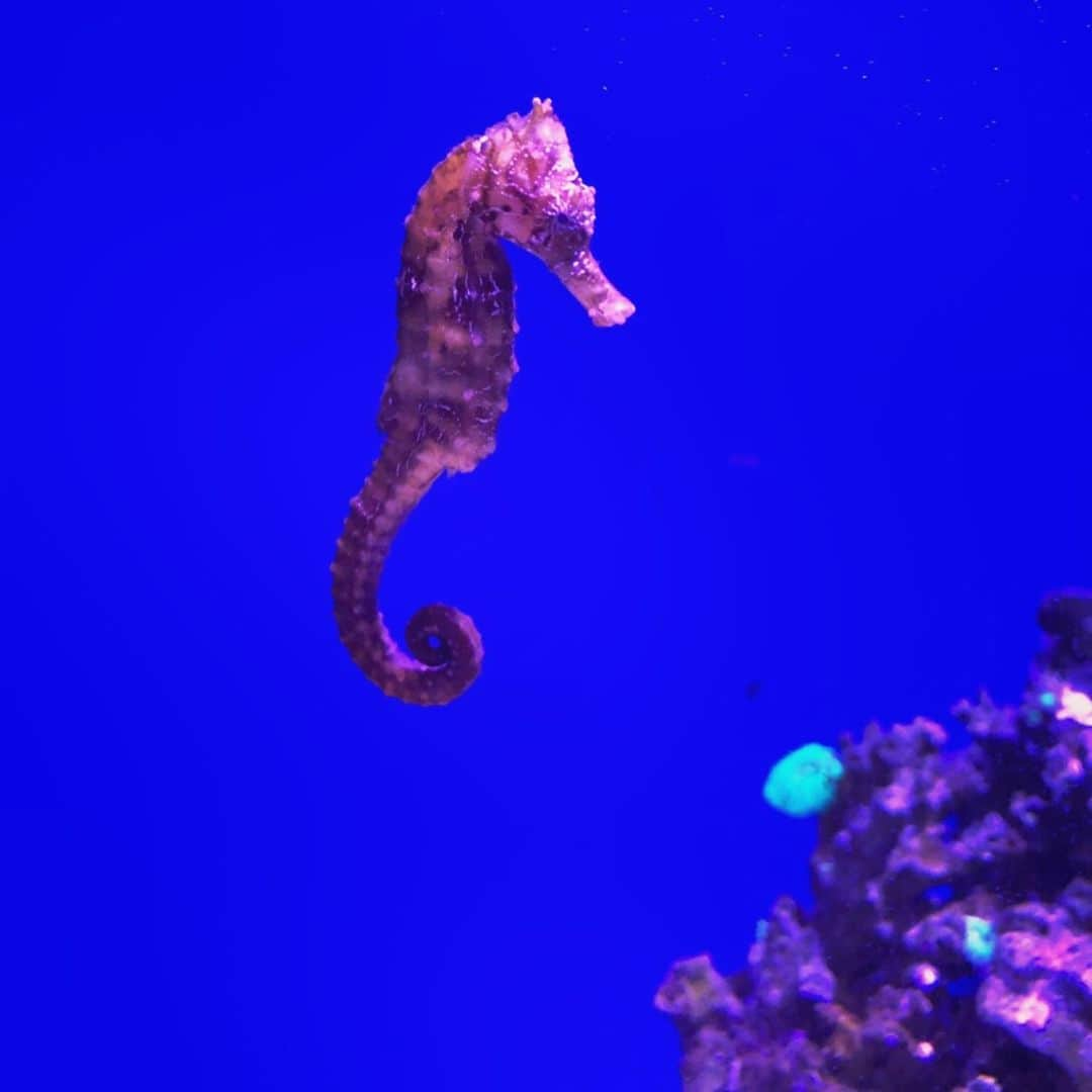 スザンヌさんのインスタグラム写真 - (スザンヌInstagram)「ケアンズ5日目の最終日は、#Cairnsaquarium に🦈🐍🐡﻿ ﻿ 飼育員さんが🐍を﻿ 移動させるために中に入って行ったのを見てドキドキしたり﻿ ﻿ 息子大好きなタツノオトシゴや﻿ サメ🦈も見れたり﻿ ﻿ 距離も歩いて移動するのに﻿ ちょーどよくって﻿ ﻿ 最終日はなんの予定もたてずにいたので﻿ （今回のケアンズはじいじにお世話になりっぱなしで色々計画たててくれたり予約してくれたり！﻿ 私たちでも疲れたからじいじはもっと疲れたはずと思ってたら、毎晩私たちとバイバイしたあと飲みに行ってたらしい←元気すぎてびっくり！！笑）﻿ ﻿ のーんびりお散歩しながら﻿ ランチしてお茶して﻿ 明日帰るなんてあっという間だねーなんて言いながら﻿ ケアンズの街並みを堪能しました🙆‍♀️﻿ ﻿ ﻿ ﻿ #Australia﻿﻿﻿ #Cairns﻿ #オーストラリア﻿﻿﻿ #オーストラリア旅行 ﻿﻿﻿ #ケアンズ﻿﻿﻿ #スザ旅﻿﻿﻿ ﻿﻿ ﻿﻿ ﻿﻿」5月31日 15時45分 - suzanneeee1028