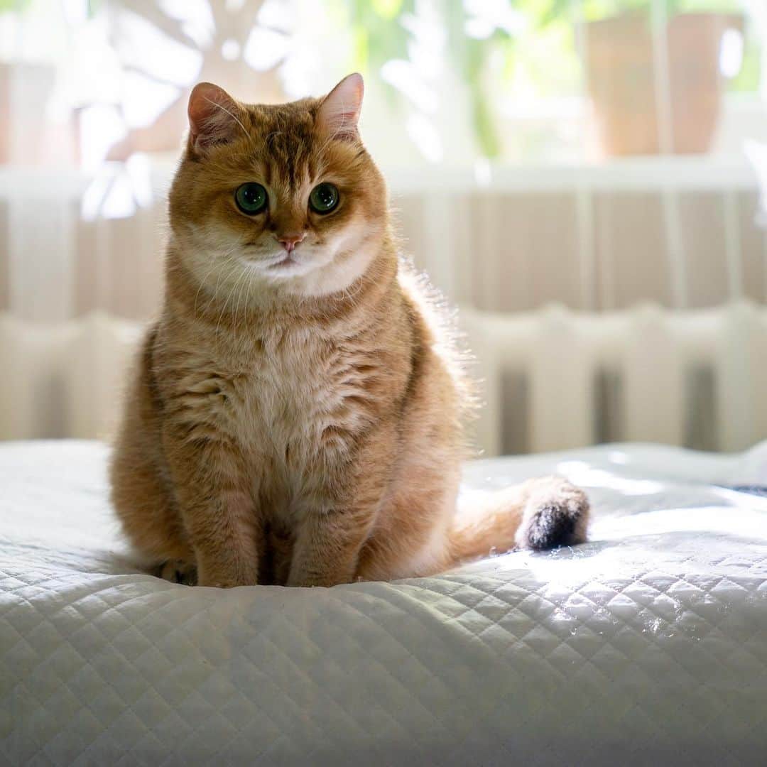 Hosicoさんのインスタグラム写真 - (HosicoInstagram)「Friday! Meow Pawty?! 🐈」5月31日 16時12分 - hosico_cat