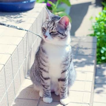 maki ogawaさんのインスタグラム写真 - (maki ogawaInstagram)「先日撮りに行った猫写真たくさん。﻿ ここまで撮れる#iphonexs すごい😆 ﻿ さて、うちの子はどれだ？ ﻿ #猫 #kitten #cat #cute #instacat #ねこ部 #maow #pet #catstagram #ilovemycat  #happy #followbackkitty #kitty #ふわもこ部 #catlove #さばしろ #catlover #にゃんこ #eclacat #保護猫 #保護猫と暮らす #にゃんスタグラム #iphonexs #iphonexsのカメラすごい ﻿﻿﻿﻿﻿﻿﻿﻿﻿﻿﻿#silvertabby ﻿ http://www.facebook.com/」5月31日 16時21分 - cuteobento
