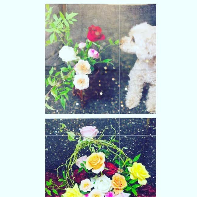 櫻井智さんのインスタグラム写真 - (櫻井智Instagram)「花好きなマミーが生けたお花💐 と。 愛犬チョコ🐶  #ノン子とのび太のアニメスクランブル #文化放送 #ラジオ #蒼穹のファフナー #甲鉄城のカバネリ #進撃の巨人 #声優 #舞台 #櫻井智」5月31日 16時38分 - sakuraitomo910_