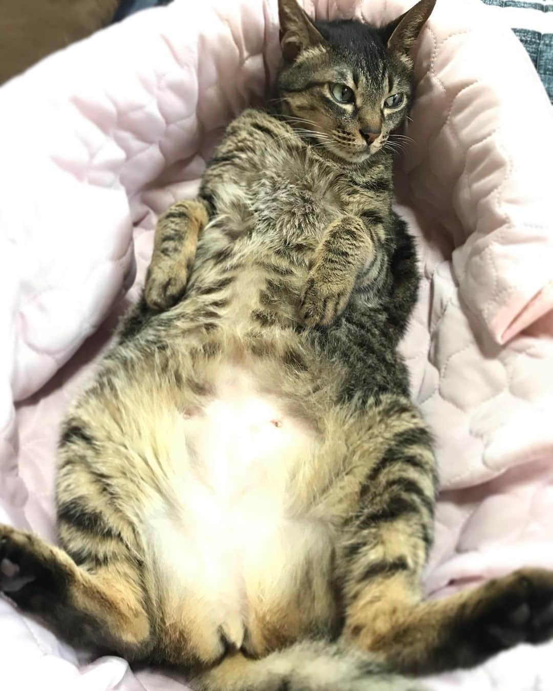 小嶋晶子のインスタグラム：「I'm tired.🐈💤 #cat #cats #browntabby #catsofinstagram #catstagram #neko #nekostagram #ねこ #ねこ部 #ねこすたぐらむ #きじとら #きじとらねこ #きじとら女子 #きじとら部 #ネコ #ネコ部  #キジトラ #キジトラネコ #キジトラ部 #かぎしっぽ #かぎしっぽ猫部 #カギしっぽ #カギしっぽ猫 #お腹ハゲてる」