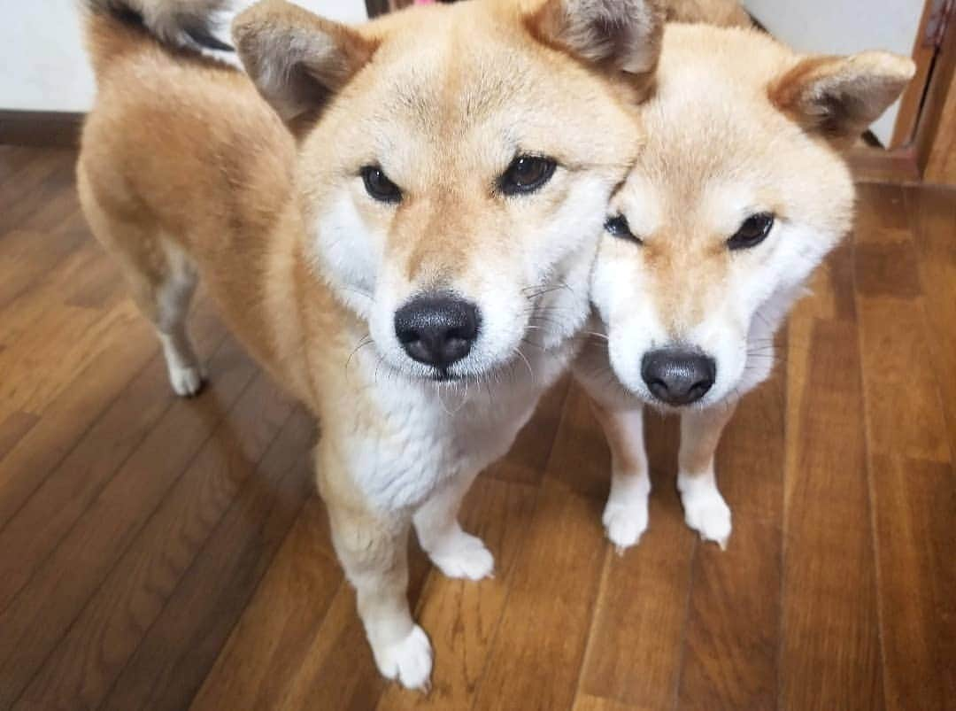 柴犬たま Shibainu Tamaのインスタグラム