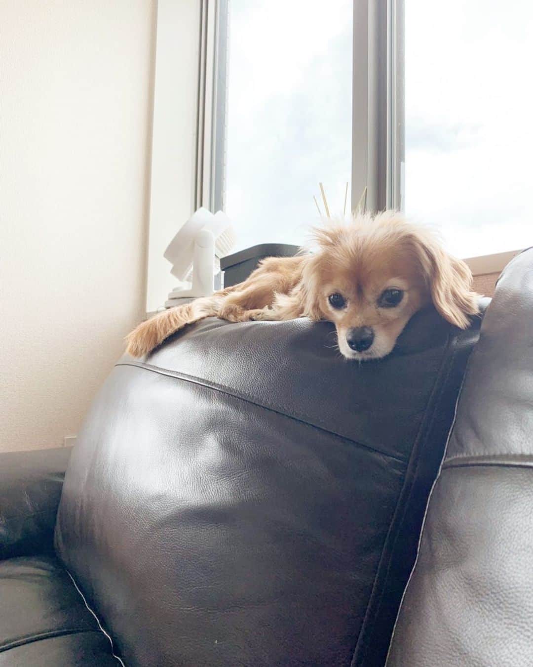 楪望さんのインスタグラム写真 - (楪望Instagram)「ぐうかわ😂❤️ * #猫っぽい #なぜソファーの背に乗っかってんの笑 #dog #walt #dogstagram #doggy #親バカ部 #愛犬 #🐶 #❤️」5月31日 17時22分 - nozomi_yuzuriha_official