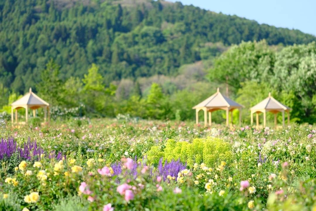花の写真館のインスタグラム：「【世羅高原 x FUJIFILM Xseries 「世羅花だより」】⠀ .⠀ 世羅高原ではイングリッシュローズが満開。花畑はふんわりとやさしい香りに包まれています。6/1（土）は夜間開園もあり、星との撮影やキャンドルに照らされるローズを楽しむこともできます。XF90mmのレンズはF2の絞りにより、ピントの部分を絞って他を綺麗にぼかしてくれます。色とりどりの宿根草と淡いイングリッシュローズが折り重なる様子を表現しました。<PR>⠀ .⠀ カメラ　FUJIFILM X-T2⠀ レンズ　FUJINON XF90mmF2 R LM WR⠀ 撮影条件　F2　1/8000秒　ISO800⠀ .⠀ Facebook⠀ https://www.facebook.com/seracamera/⠀ Instagram⠀ https://www.instagram.com/seracamera/⠀ そらの花畑　世羅高原　花の森⠀ https://sera.ne.jp/hm/⠀ .⠀ #花の写真館 #floralphotograph #floralphoto #flower #flowers #富士フイルム #FUJIFILM #xseries #fujifilm_xseries #fujinon #Xシリーズ #今日もX日和 #fujifilmxt2 #xt2 #xf90 #xf90mm⠀ Follow: @floral.photograph」