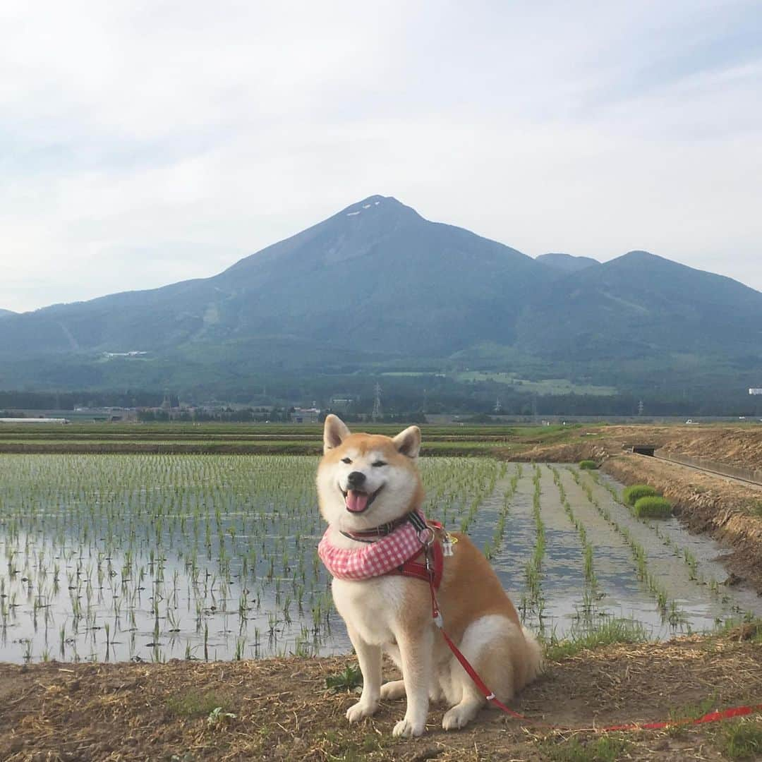 てんパパさんのインスタグラム写真 - (てんパパInstagram)「旅の最後は猪苗代湖に近い、田園カフェという素敵なところで遅めのランチ。 グリーンカレー美味しかった。 磐梯山見ながら、ひろびろ広がる田植えされたばかりの田んぼのあぜ道を歩く。 荒々しい裏磐梯と異なり、穏やかな表情の表磐梯。 良いところだったな。 #磐梯山 #田園カフェ #グリーンカレー #水田 #ママとてん #またいつか行きたい」5月31日 17時51分 - tenchan.shiba