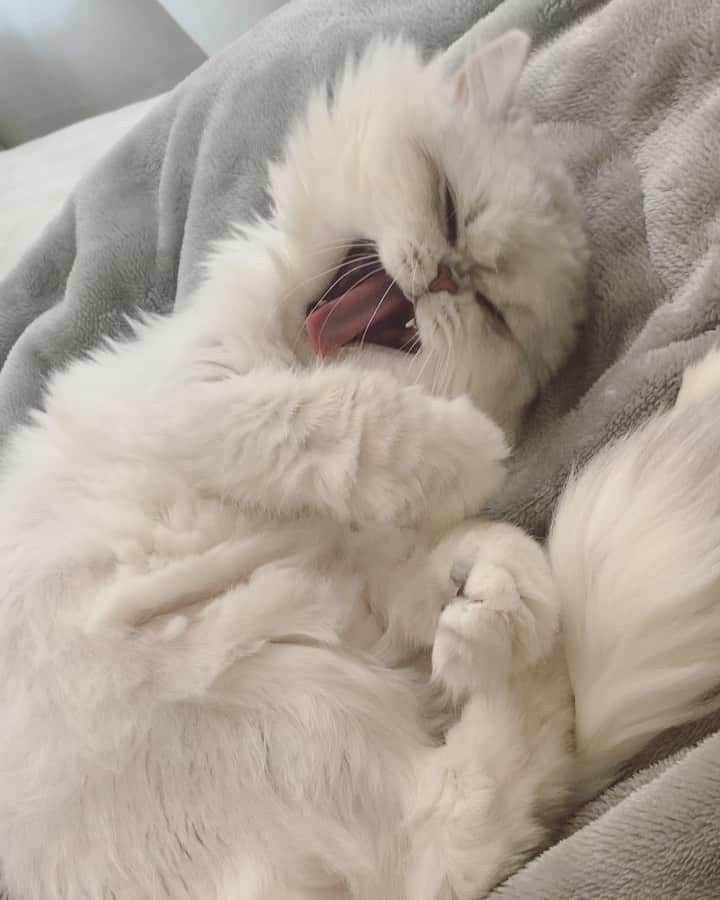 BeBeのインスタグラム：「weekend mood💭💭💭 #cat #kitty #kittycat #meow #eyes #adorable #catsofinstagram #petsofinstagram #kittensofinstagram #ilovecat #hubcats #catvideo #videooftheday #instamovie #persiancat #bebe #bebechannel #tgif #ねこ #猫 #kawaii」