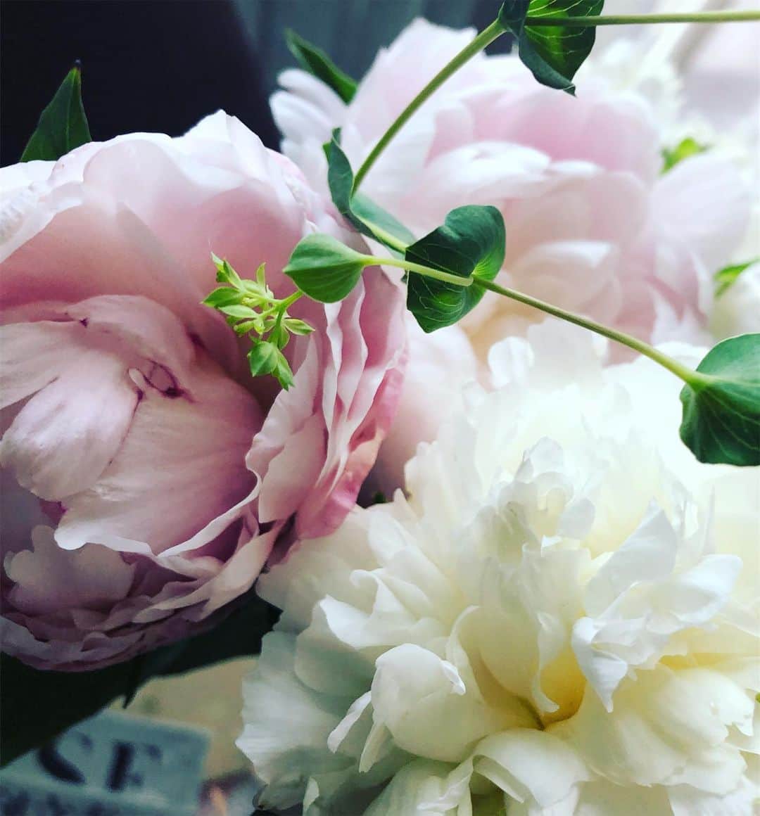 のインスタグラム：「💗 ピンクも咲きはじめた！ #芍薬 #flowers」