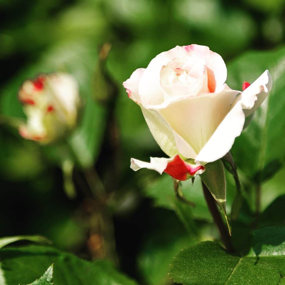 福島県さんのインスタグラム写真 - (福島県Instagram)「来て！ あづま香りのバラ園　 あづま総合運動公園内にあるバラ園で、香りの高い品種を中心に約300種、1,700株のバラが植えられています。6月1日(土)・2日(日)はバラ園まつりが開催され、各種体験やバラ苗即売会なども行われます。 #福島市 #あづま総合運動公園 #あづま香りのバラ園 #バラ #福島 #ふくしま #ふくしまからはじめよう #来て #fukushima #futurefromfukushima #japantrip #fukushimatrip  #traveljapan #instagramjapan #japan_of_insta  #insta_fukushima  #special_spot_」5月31日 18時03分 - realize_fukushima