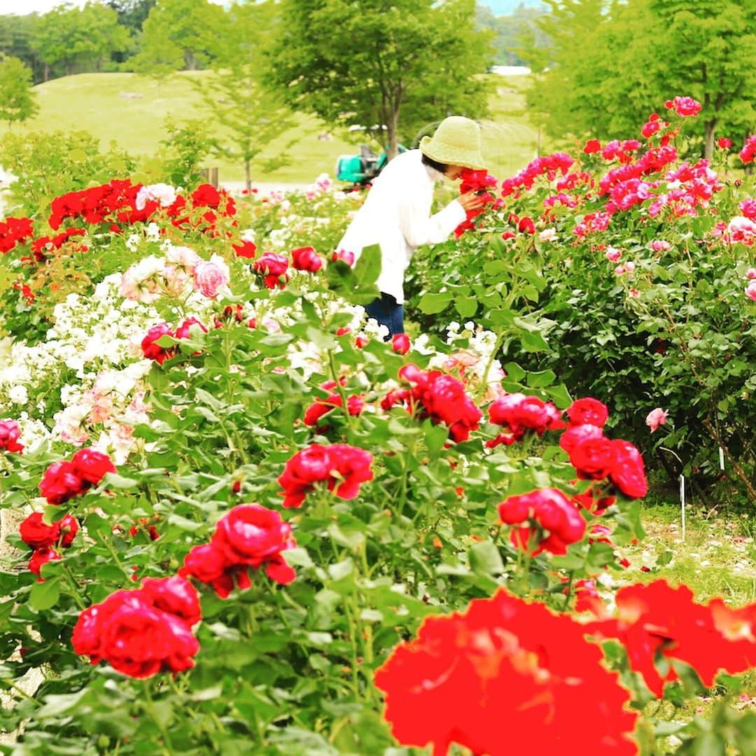 のインスタグラム：「来て！ あづま香りのバラ園　 あづま総合運動公園内にあるバラ園で、香りの高い品種を中心に約300種、1,700株のバラが植えられています。6月1日(土)・2日(日)はバラ園まつりが開催され、各種体験やバラ苗即売会なども行われます。 #福島市 #あづま総合運動公園 #あづま香りのバラ園 #バラ #福島 #ふくしま #ふくしまからはじめよう #来て #fukushima #futurefromfukushima #japantrip #fukushimatrip  #traveljapan #instagramjapan #japan_of_insta  #insta_fukushima  #special_spot_」