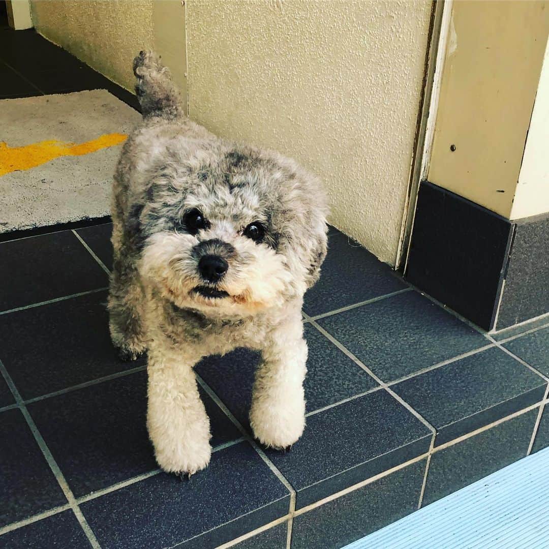 阿部洋子さんのインスタグラム写真 - (阿部洋子Instagram)「🐶 人懐っこかったかわいこちゃん。 ぬいぐるみみたいだった。 「撮るよ」って言ったら、 首傾けてポーズとってくれたー！ #dog #dogsofinstagram」5月31日 18時29分 - hirocoring