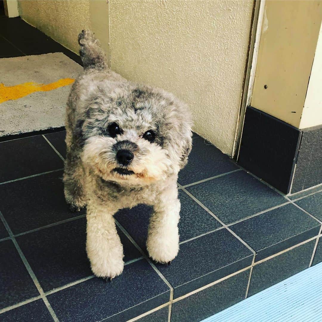 のインスタグラム：「🐶 人懐っこかったかわいこちゃん。 ぬいぐるみみたいだった。 「撮るよ」って言ったら、 首傾けてポーズとってくれたー！ #dog #dogsofinstagram」