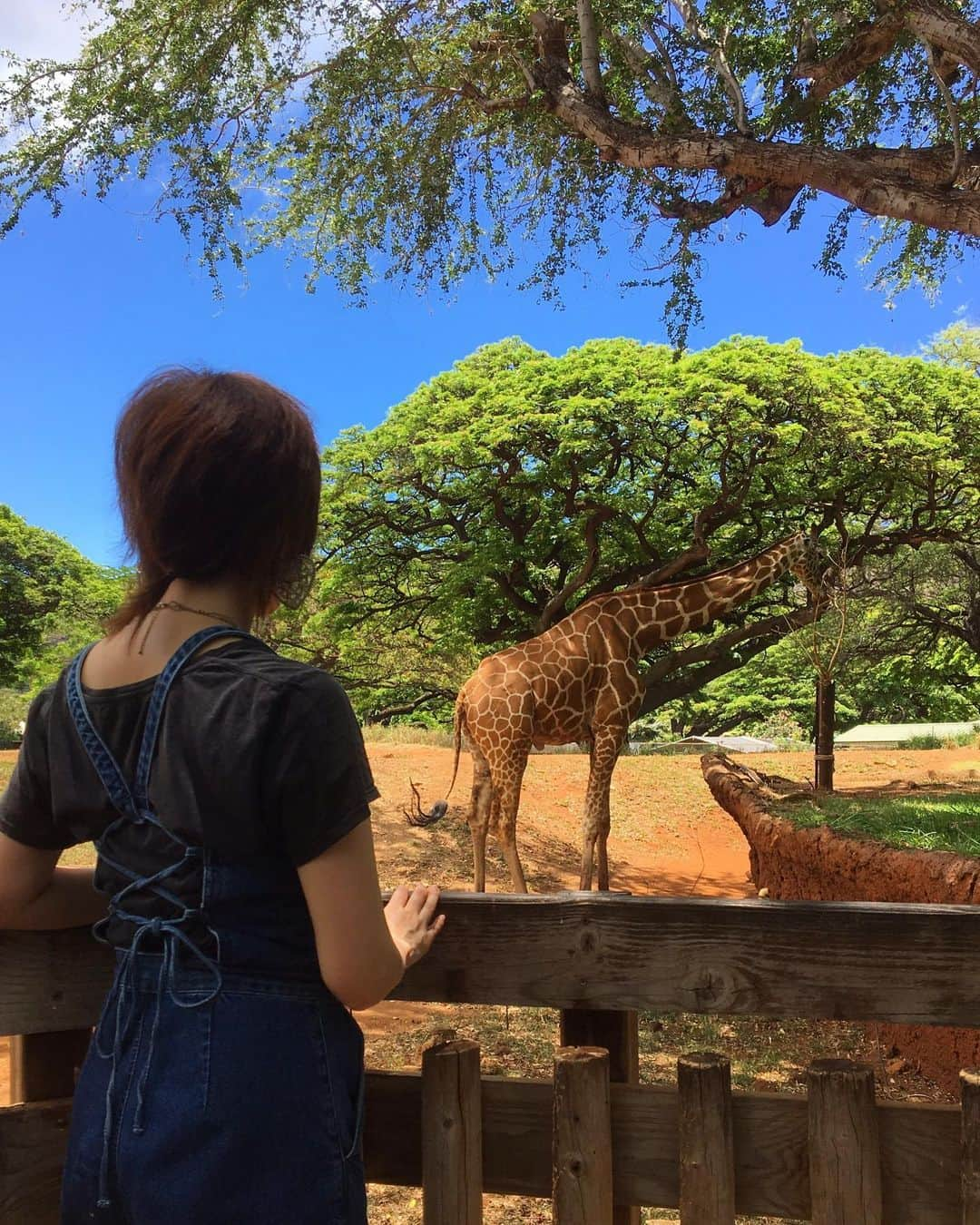 鈴木蘭々さんのインスタグラム写真 - (鈴木蘭々Instagram)「キリンに🦒こっち向いて〜こっち向いて〜👁👁と念波を送っているところ。だが振り向いてはくれない🙄 ホノルル動物園 動物園なのにあまり動物はいない😭 24年前に来た時はもう少し活気があったような… 日差しを避けて隠れているのかな？ 謎… 動物達も随分とお年を召した印象でした👀 全体的に寂しい印象の動物園になっていました…。 聞いたらいつも寄付を募っているようなのでその話を聞いたら急にお腹とか空かせてはいないか心配になってしまいました…って私が心配しても仕方のない事なんですけれども…💦 #動物が好きなので動物園に来たけれど #ちょっと複雑な気分になって帰る #ホノルル動物園 #hawaii #honoluluzoo」6月1日 5時28分 - lanlan_suzuki