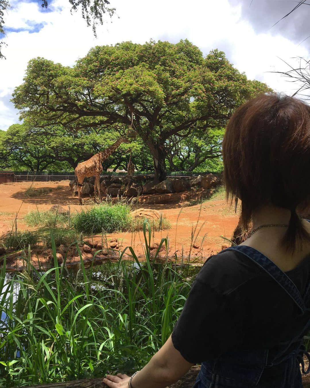 鈴木蘭々さんのインスタグラム写真 - (鈴木蘭々Instagram)「キリンに🦒こっち向いて〜こっち向いて〜👁👁と念波を送っているところ。だが振り向いてはくれない🙄 ホノルル動物園 動物園なのにあまり動物はいない😭 24年前に来た時はもう少し活気があったような… 日差しを避けて隠れているのかな？ 謎… 動物達も随分とお年を召した印象でした👀 全体的に寂しい印象の動物園になっていました…。 聞いたらいつも寄付を募っているようなのでその話を聞いたら急にお腹とか空かせてはいないか心配になってしまいました…って私が心配しても仕方のない事なんですけれども…💦 #動物が好きなので動物園に来たけれど #ちょっと複雑な気分になって帰る #ホノルル動物園 #hawaii #honoluluzoo」6月1日 5時28分 - lanlan_suzuki