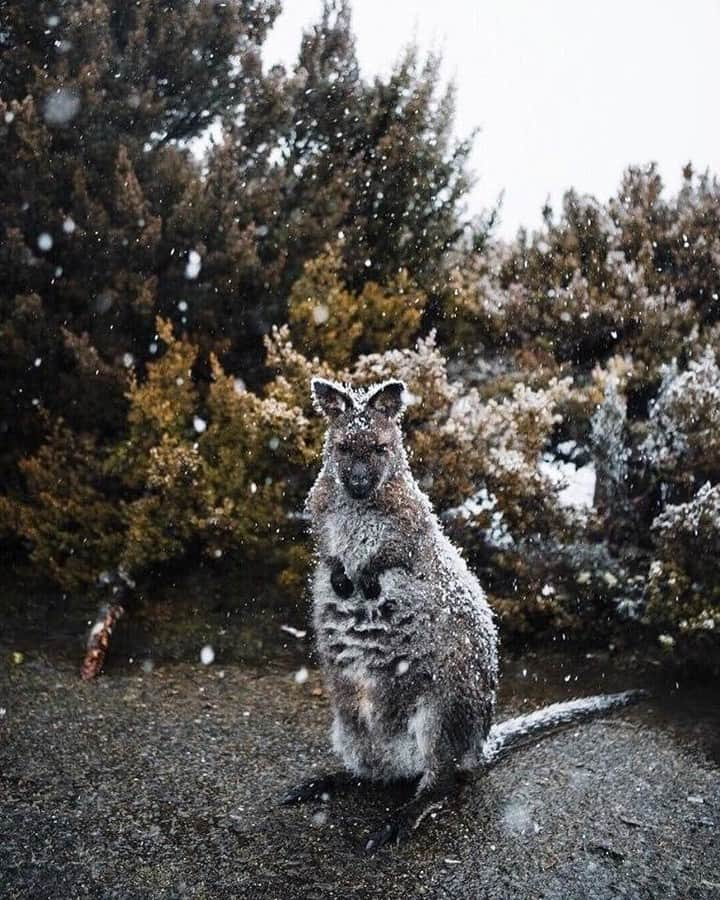 Australiaさんのインスタグラム写真 - (AustraliaInstagram)「Those first day of winter feels ❄️⛄ We bet this fellow in @Tasmania was really wishing he listened to Mum when she told him to pack a jacket… but you live and learn, right? 😉 @samhbarnard spotted this fluffy young #wallaby exploring the #DoveLakeCircuit on an early morning walk in @visitcradlecoast’s Cradle Mountain-Lake St Clair National Park. Given that it's the first day of #winter in #Australia today, this little guy has a few months of cooler weather ahead of him yet, but don't worry, his super warm fur keeps him extremely cosy!  #seeaustralia #discovertasmania #cradlecoast #wildlife #nature」6月1日 4時00分 - australia