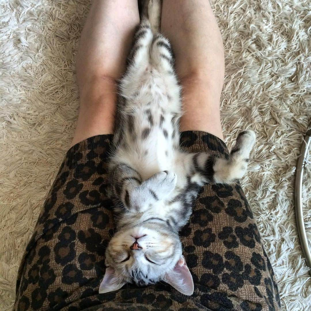 Alain アランさんのインスタグラム写真 - (Alain アランInstagram)「Good morning! Bonjour! Happy Caturday! Baby Alain at  three months old. Sleeping on my mom’s knees showing tummy. * おはようございます。 土曜日は蔵出しアラン！ アランの子猫時代の写真をお見せています。 アラン、生後３カ月の頃。ママの膝の間で、ポンポンを見せながら、スヤァ〜。 この頃は、私が会社に行く時間帯にこんな風に寝てしまい、「会社に行けない、、、」とつぶやいていました（笑）。 * #babyalain  #catstagram #cat_features  #topcatphoto #cutepetclub #catsofinstagram #ig_catclub #cats_of_world #meowsandwoofs #meowvswoof#nc_cuties #excellent_cats #catstocker  #bestmeow #magnificenteowdels#bestcats_oftheworld#INSTACAT_MEOWS #peco #スタペグラム#ペピ友#animalsco#mofmo#igersjp#みんねこ#ふわもこ部#ペコねこ部 #アメショー#ねこにすと9有楽町 #腹芸の貴公子#リラックスmiawmiaw2019夏」6月1日 4時37分 - alain_cat