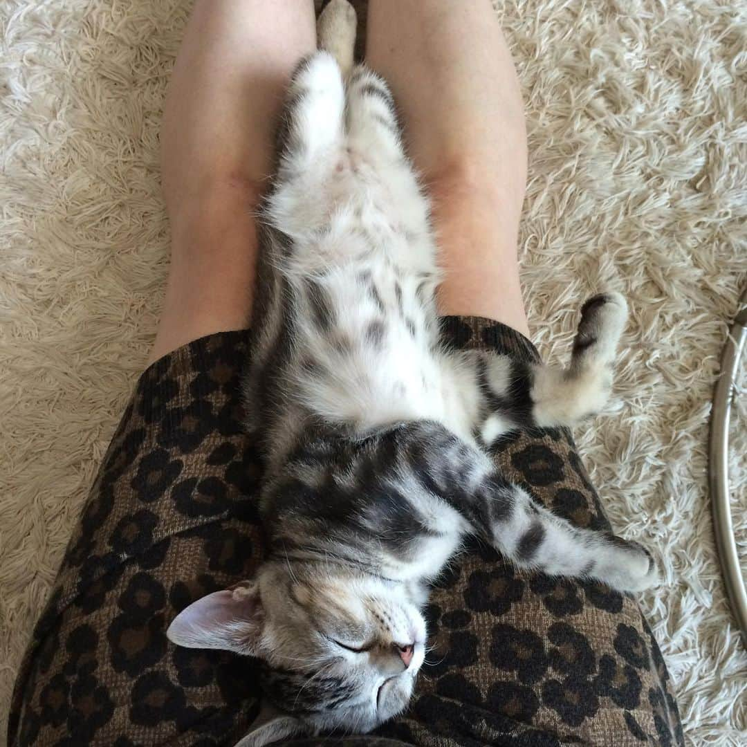 Alain アランさんのインスタグラム写真 - (Alain アランInstagram)「Good morning! Bonjour! Happy Caturday! Baby Alain at  three months old. Sleeping on my mom’s knees showing tummy. * おはようございます。 土曜日は蔵出しアラン！ アランの子猫時代の写真をお見せています。 アラン、生後３カ月の頃。ママの膝の間で、ポンポンを見せながら、スヤァ〜。 この頃は、私が会社に行く時間帯にこんな風に寝てしまい、「会社に行けない、、、」とつぶやいていました（笑）。 * #babyalain  #catstagram #cat_features  #topcatphoto #cutepetclub #catsofinstagram #ig_catclub #cats_of_world #meowsandwoofs #meowvswoof#nc_cuties #excellent_cats #catstocker  #bestmeow #magnificenteowdels#bestcats_oftheworld#INSTACAT_MEOWS #peco #スタペグラム#ペピ友#animalsco#mofmo#igersjp#みんねこ#ふわもこ部#ペコねこ部 #アメショー#ねこにすと9有楽町 #腹芸の貴公子#リラックスmiawmiaw2019夏」6月1日 4時37分 - alain_cat