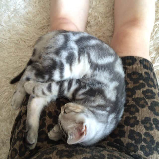 Alain アランさんのインスタグラム写真 - (Alain アランInstagram)「Good morning! Bonjour! Happy Caturday! Baby Alain at  three months old. Sleeping on my mom’s knees showing tummy. * おはようございます。 土曜日は蔵出しアラン！ アランの子猫時代の写真をお見せています。 アラン、生後３カ月の頃。ママの膝の間で、ポンポンを見せながら、スヤァ〜。 この頃は、私が会社に行く時間帯にこんな風に寝てしまい、「会社に行けない、、、」とつぶやいていました（笑）。 * #babyalain  #catstagram #cat_features  #topcatphoto #cutepetclub #catsofinstagram #ig_catclub #cats_of_world #meowsandwoofs #meowvswoof#nc_cuties #excellent_cats #catstocker  #bestmeow #magnificenteowdels#bestcats_oftheworld#INSTACAT_MEOWS #peco #スタペグラム#ペピ友#animalsco#mofmo#igersjp#みんねこ#ふわもこ部#ペコねこ部 #アメショー#ねこにすと9有楽町 #腹芸の貴公子#リラックスmiawmiaw2019夏」6月1日 4時37分 - alain_cat