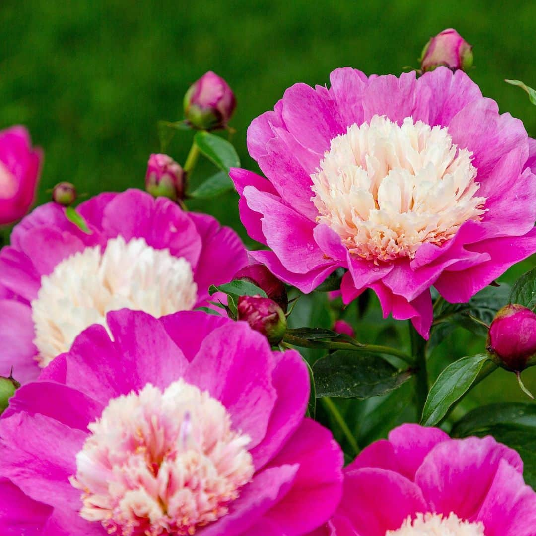 ニューヨーク植物園さんのインスタグラム写真 - (ニューヨーク植物園Instagram)「🚨🌹 Rose alert! These late spring beauties are the absolute stars of the show as we head into Rose Garden Weekend at NYBG. Join us as we jump into two days of floral beauty, live music, poetry, and more in the Peggy Rockefeller Rose Garden. And while you're here, don't miss the herbaceous peonies, now at peak color and flaunting their colorful flowers. This is #whatsbeautifulnow. 🌹🚨 . #Rosa ‘Harison’s Yellow’ | #Paeonia ‘Miss Congeniality’ | #Rosarugosa Therese Bugnet | #Paeonialactiflora ‘Mrs. F. D. Roosevelt’」6月1日 4時41分 - nybg