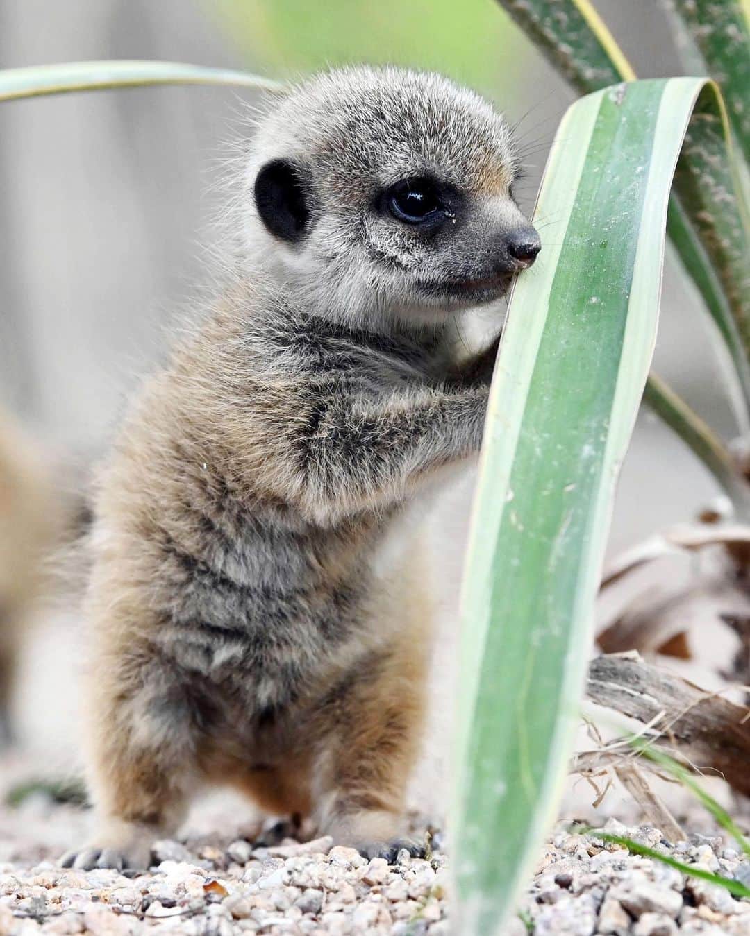 NBC Newsさんのインスタグラム写真 - (NBC NewsInstagram)「A young #meerkat born 4 weeks ago at a zoo in Karlsruhe, #Germany, stands in its enclosure. . 📷 @uli.deck / @dpa_com / @afpphoto」6月1日 4時44分 - nbcnews