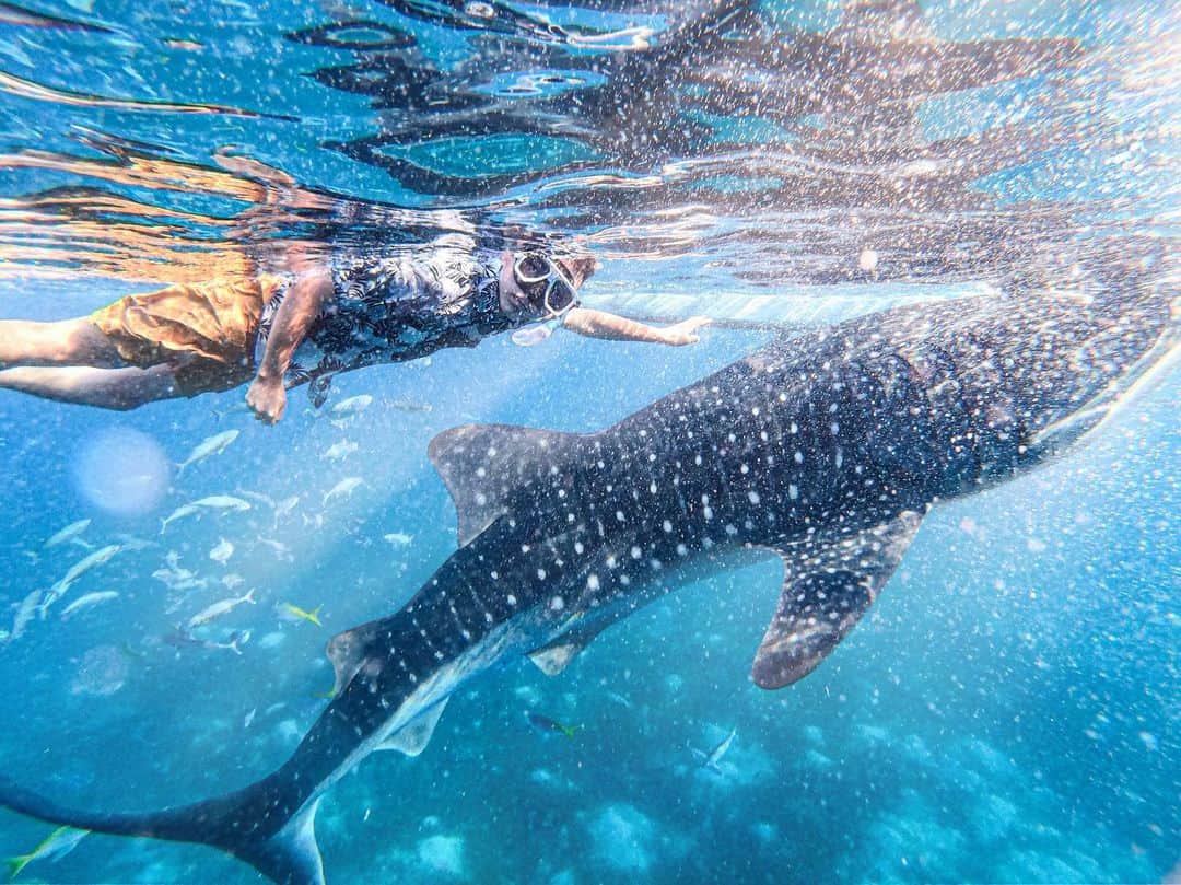 樂さんのインスタグラム写真 - (樂Instagram)「宿霧。Oslob鯨鯊共游 #philippines #cebu #shark #whale  這次來宿霧最期待就是和鯨鯊游泳，鯨鯊真的超大隻，完全可以零距離和它們拍照，而且有好幾度它們游到我旁邊，一直覺得我要被吃掉😂 原本以為穿花襯衫下去拍會比較顯眼，結果完全跟海水融為一體，早知道就脫衣服了😂」5月31日 20時38分 - ygt1016