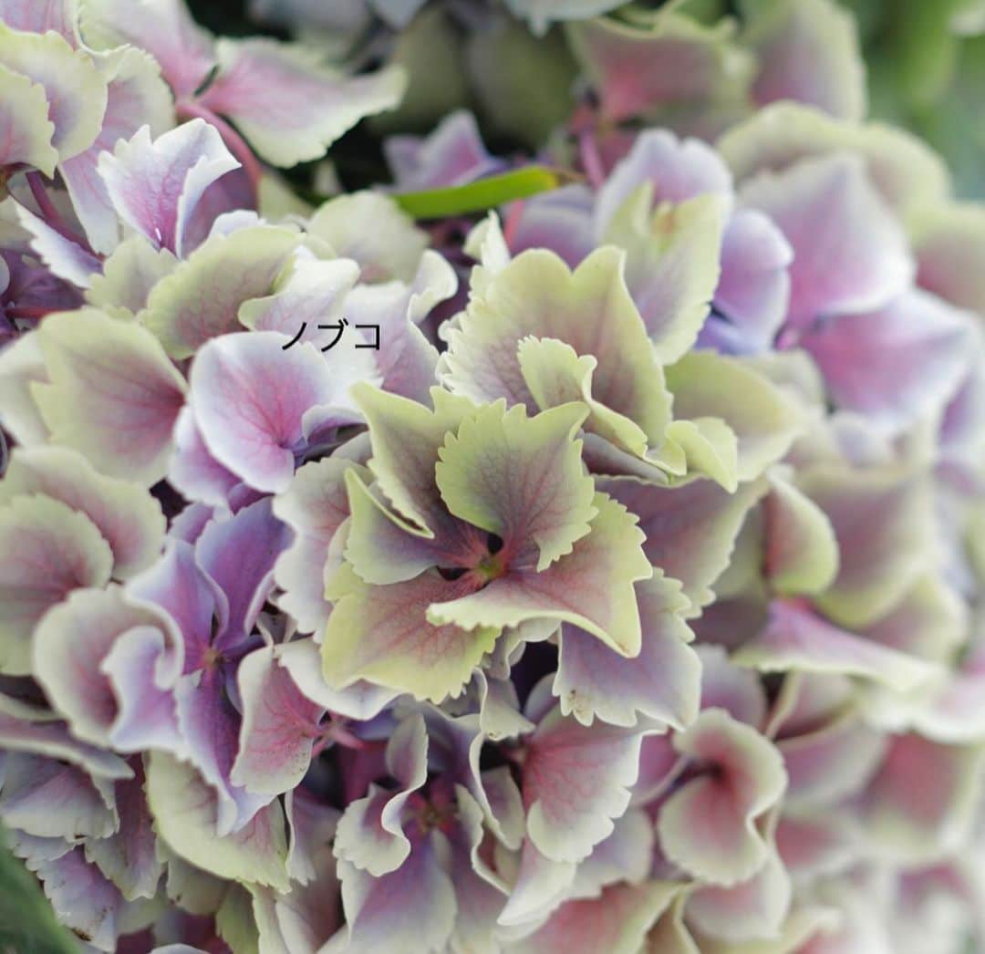 雑誌『花時間』さんのインスタグラム写真 - (雑誌『花時間』Instagram)「こんばんは。今日から始まった『ファンケル 銀座スクエア』の「初夏のあじさいガーデン」へ行ってきました🏃‍♀️🏃‍♀️🏃‍♀️ 空はどんよりとはしていても、テラスはまさに楽園。アンダルシアのパティオをイメージしたガーデンには、東京では出回ることの稀な品種も多数揃っています。ごく一部ですが、2枚め以降の写真をご覧あれ〜。ほら、素敵ですよね！  展示しているアジサイは購入も可能なので、お尋ねになってみてください。会期中は、音楽イベントとあじさい柄のペーパーボックスを作るミニレッスンもあり、楽しいあじさいウイークになりそう💗  開催は6／7（金）まで。詳細は、ストーリーをご覧くださいね。では、本日もお疲れさまでした！  by ピーターパン  ガーデン @fanclginzasquare  写真 @tanabe32  #hana #flower #flowers #flowerslovers #flowerstagram #花時間 #花時間2019  #花好き #花藝 #花好きな人と繋がりたい #花が好きな人と繋がりたい #花のある生活 #花のある暮らし #ファンケル銀座スクエア #あじさいガーデン #アジサイの季節 #hydrangea  #初夏の花 #梅雨の花 #botanicallfe #花屋さんへ行こう」5月31日 20時40分 - hanajikan_magazine