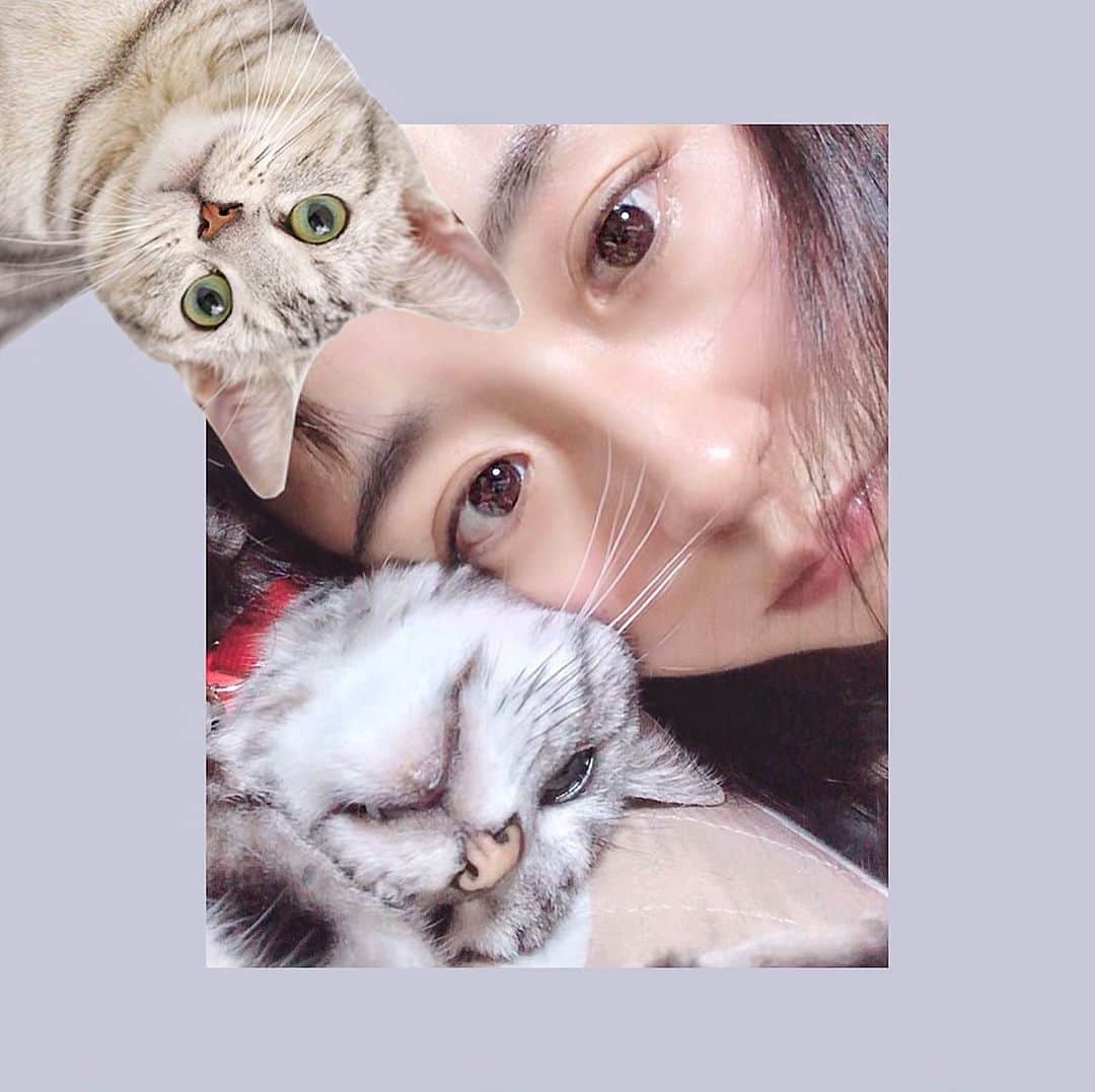 久保亜沙香さんのインスタグラム写真 - (久保亜沙香Instagram)「‪２時に起きる。何時に寝ればいい👀 相変わらず集合時間があたまおかしいぞ(あぁっ…凄く褒めてます。尊敬してます。)。あっつい時はこうなっちゃうみうちゃん。あ、左上は知らない猫のスタンプです🐈‬ #久保亜沙香 #久保 #亜沙香 #asaka #kubo #follow #photo #actress #singer #japanese #japanesegirl #japan #舞台 #舞台女優 #役者 #声優 #歌手 #ライブ #撮影 #写真 #カメラ #フォロー #日本人 #sofvitokyo #セルフィー #selfie #早起き #猫 #cat」5月31日 20時43分 - asaka_kubo