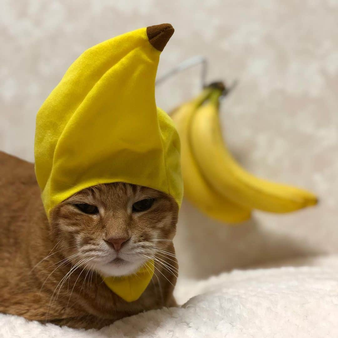 mayumiさんのインスタグラム写真 - (mayumiInstagram)「20190531 ✩ まだ間に合うよ🍌 ． @unifrutti_jp #おいしいをうれしいに#ユニフルーティー#tablefortwo#unfrutti ． きいねねちゃん @kiiineneco  7歳のお誕生日おめでとう🎉 #きいねねちゃんhappy7thbirthday2019 ． #シブにゃん隊over10#無敵の親バカ同盟 #IGersJP#ふわもこ部 #ドリー2019#かぶりものテリドリ ． #pecoマガジン表紙デビュー#ねこにすと9有楽町#ビューティプロコンテスト @beautypro_contest ． #cat#猫#茶トラ#gingercat#catstagram#instacat#weeklyfluff #Excellent_cats#cat_features#catofinstagram ． #サンデイ#ペコねこ部#朝ワンコ夕ニャンコ#sippo#今日のうちの子🐶🐱ねこにすと#nyancon01」5月31日 20時46分 - imuyamotas