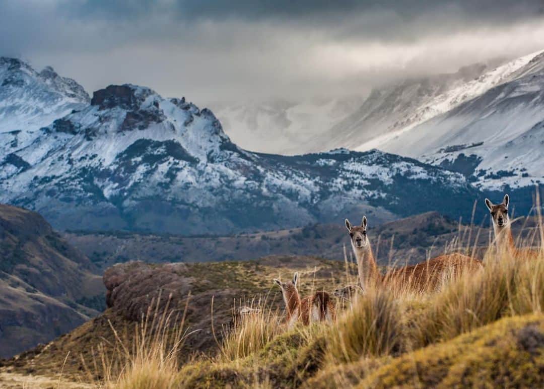 thephotosocietyさんのインスタグラム写真 - (thephotosocietyInstagram)「Photo by @bethjwald // Curious guanacos (Lama guanicoe), wild camelids native to South America, peer through tall steppe grasses below the snow-covered peaks of the Jeinimeni Range in Patagonia National Park, Aysen Region of southern Chile.  Even as days lengthen and temperatures rise in the northern hemisphere, winter is on the march down here in Patagonia and the first snows are blanketing the rugged peaks of the southern Andes. Patagonia National Park is a brand new Chilean national park that protects a range of habitats and wildlife and is part of the spectacular Route of Parks, a network of 17 National Parks, loosely linked by roads and ferries, that runs for 1740 miles from Puerto Montt to Cape Horn at the tip of South America.  Its sister park across the border in Argentina, Patagonia Bi-National Park, is also conserving fragile steppe landscape, wetlands, canyons and wildlife from hooded grebes to pumas.  I am @onassignment in this this beautiful and wild part of the world, follow me at @bethjwald for more images over the next weeks. @ilcp_photographers @rutadelosparquesdelapatagonia @tompkins_conservation #routeofparks #patagoniawild #nationalparks #guanacos」5月31日 21時07分 - thephotosociety