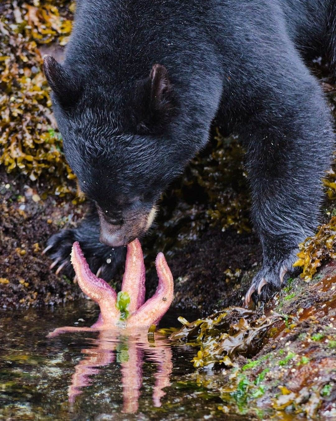 National Geographic Travelさんのインスタグラム写真 - (National Geographic TravelInstagram)「Photo by @bertiegregory | An 18-month-old black bear attempts to eat a starfish during a foraging session at low tide on the west coast of Vancouver Island, Canada. Although the low tides provide a feast for these bears, starfish aren’t really on the menu and after trying to crunch down on it, this bear quickly lost interest and continued looking for crabs! In order to protect places and animals like this, we need to conserve 30% of the planet by 2030. #britishcolumbia #photography #wildlife #coast #bear」5月31日 22時15分 - natgeotravel