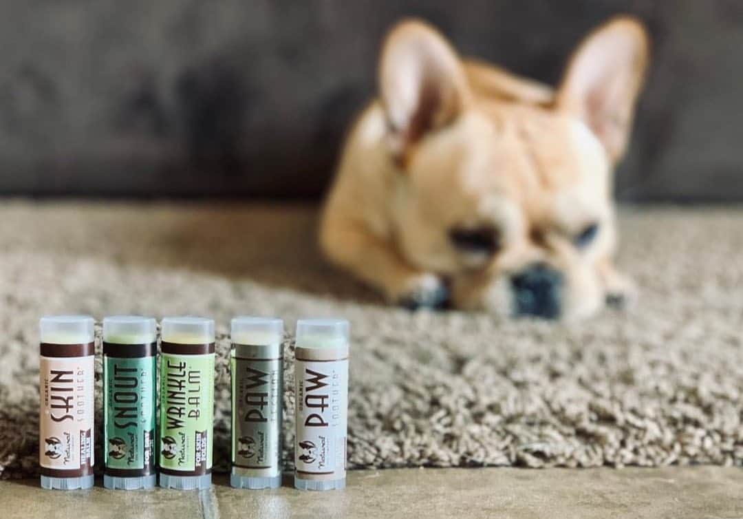 Regeneratti&Oliveira Kennelさんのインスタグラム写真 - (Regeneratti&Oliveira KennelInstagram)「I love these little travel size options of @NaturaDogCompany’s healing balms. Great for testing them out before buying the large ones, but they also are perfect for on the go. They’re only about $5 each and actually the 5pc set is on sale right now! Try them out, you won’t be disappointed. . ⭐⭐⭐⭐ Save 20% off your entire order with code JMARCOZ at NaturalDog.com | @naturaldogcompany | worldwide shipping | ad 📷: @denali_the_frenchie . . . . . . . #frenchie #frenchieoftheday #französischebulldogge #franskbulldog #frenchbull #fransebulldog #frenchbulldog #frenchiepuppy #dog #dogsofinstagram #petstagram #bully #bulldog #bulldogfrances #フレンチブルドッグ #フレンチブルドッグ #フレブル #ワンコ  #frenchiesgram #frenchbulldogsofinstagram #ilovemyfrenchie #batpig #buhi #squishyfacecrewbulldog」5月31日 22時16分 - jmarcoz