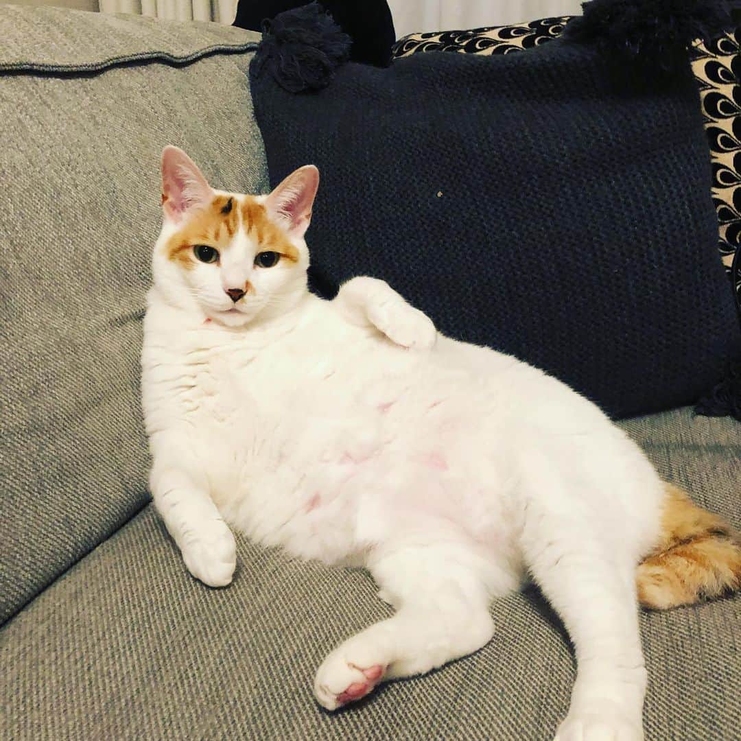 池田有希子のインスタグラム：「うちのオランピアをどうぞ。 #catstagram #eduardmanet」