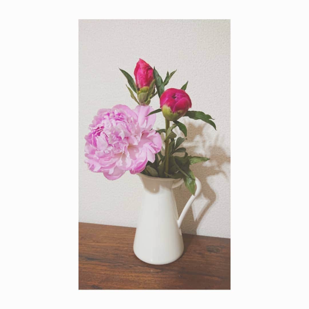 加藤沙知さんのインスタグラム写真 - (加藤沙知Instagram)「１日での変化が大きく、驚きました。  ちなみに、このあと右端の花は白く変化しました♪  1枚目が2日目。 2枚目が1日目。  #flower #花 #花のある暮らし #芍薬」5月31日 22時24分 - mrt.kato