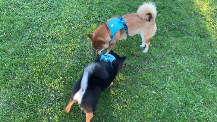 ?Fricko the Shiba Inu?のインスタグラム：「From 1 to 10, how bad do you think Keaton is? I definitely vote for 10 😤😤Always steals my toy, Bad boi! 🐾 🐾 🐾 #FrickoandKeaton #🐶 #☀️ #shiba #shibainu #dog #柴犬 #赤柴 #黒柴  #adorable #shibalovers #shibaholics  #dogoftheday  #weeklyfluff #aww #dogstagram  #dogscorner #puppiesofinstagram #shibapuppy」
